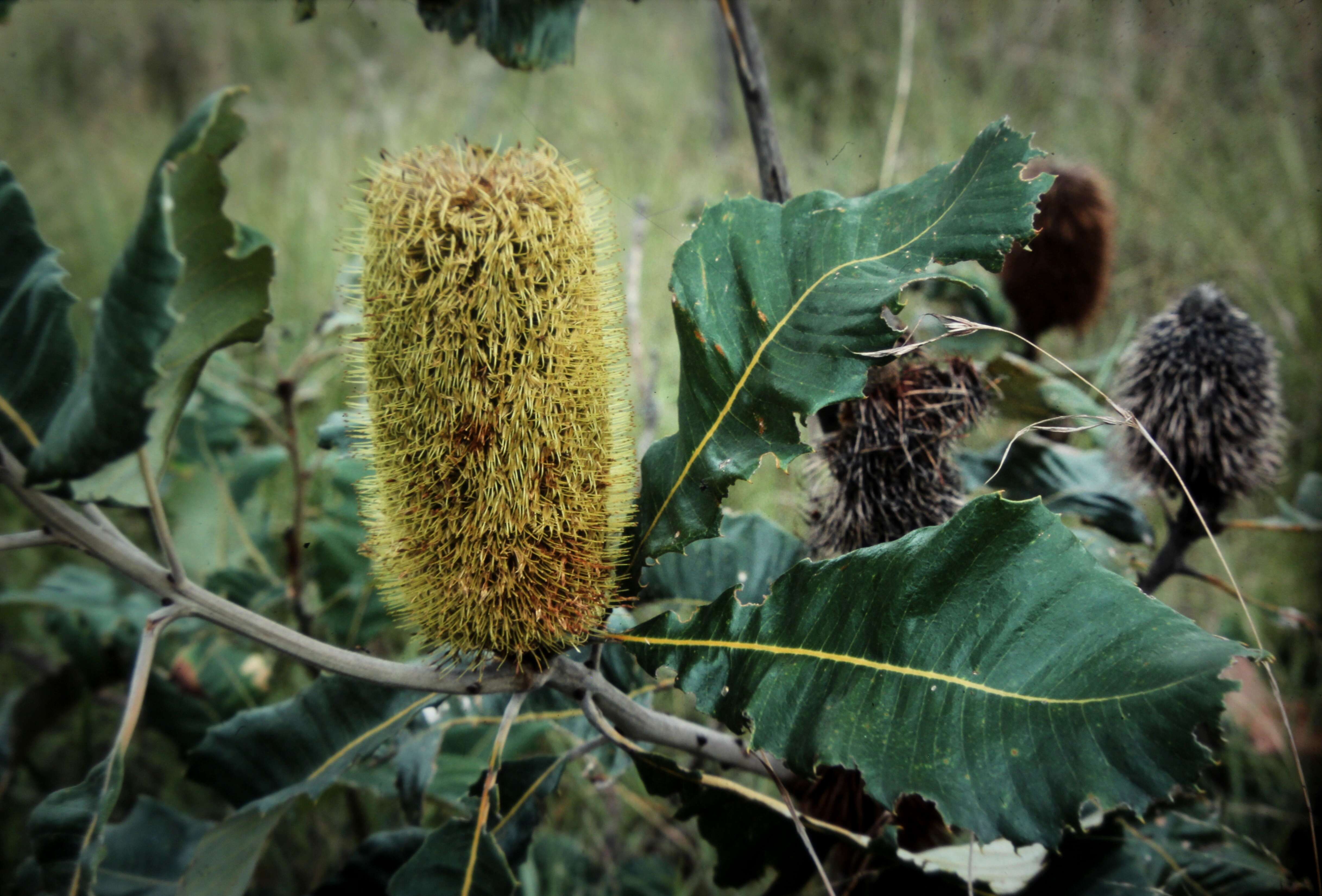 Image of banksia