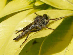 Image of Manx robber fly