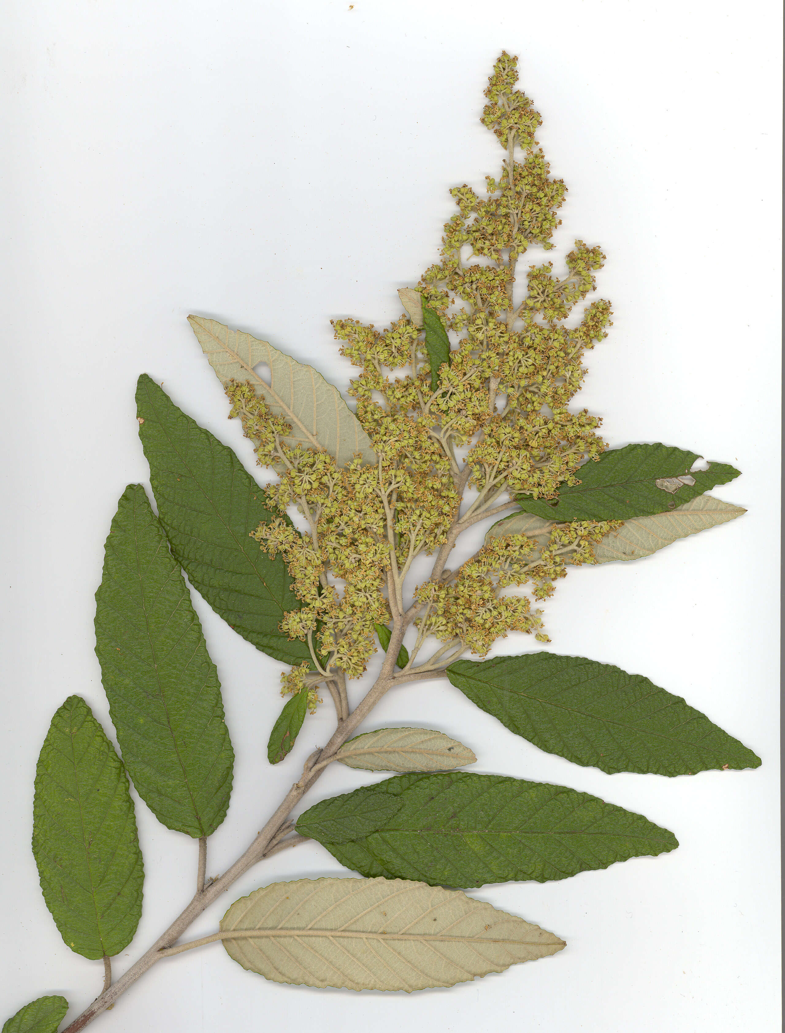 Image of Pomaderris apetala subsp. apetala