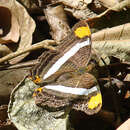 Imagem de Adelpha fessonia