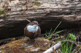 Image of dippers