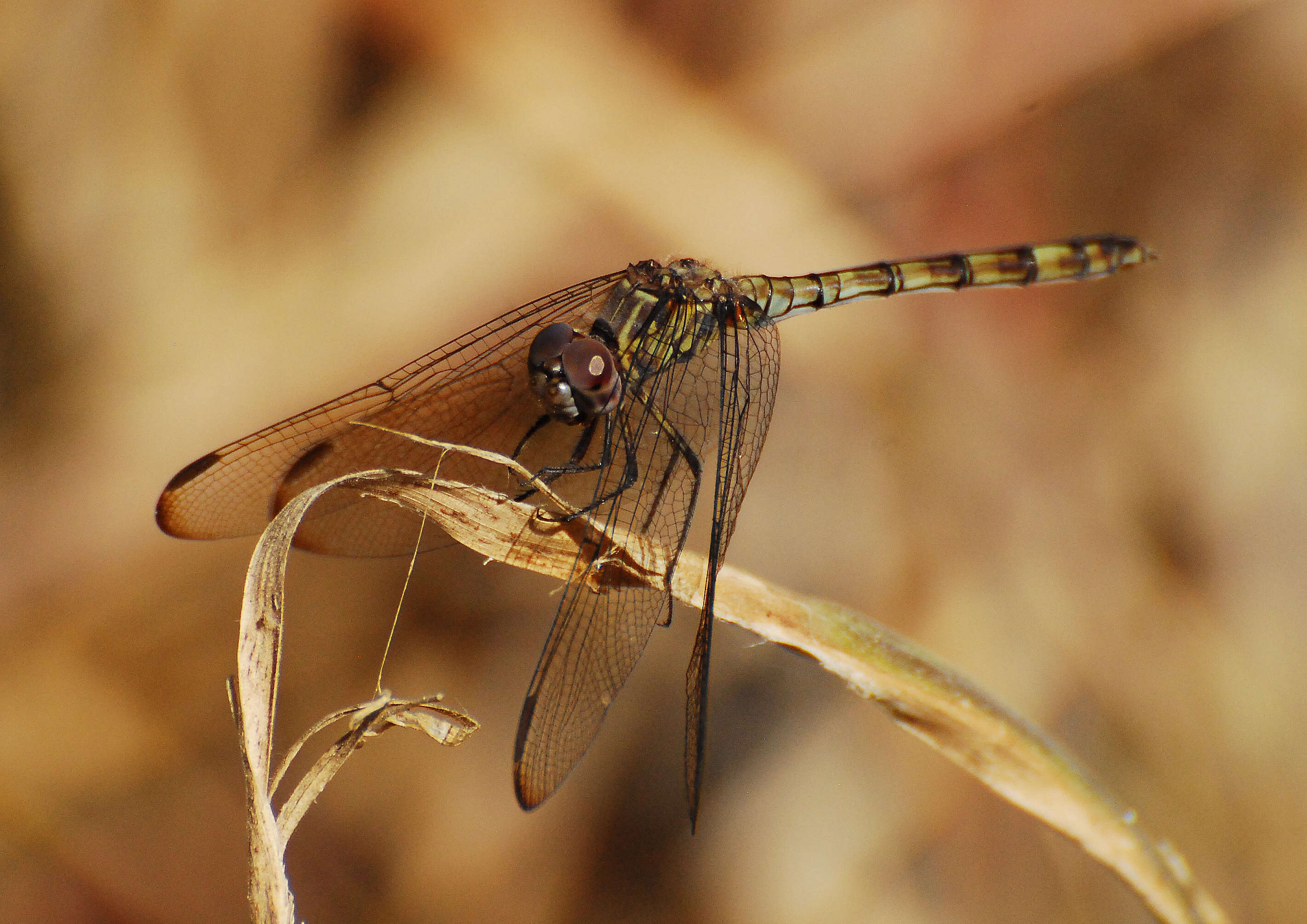 Imagem de Dythemis Hagen 1861