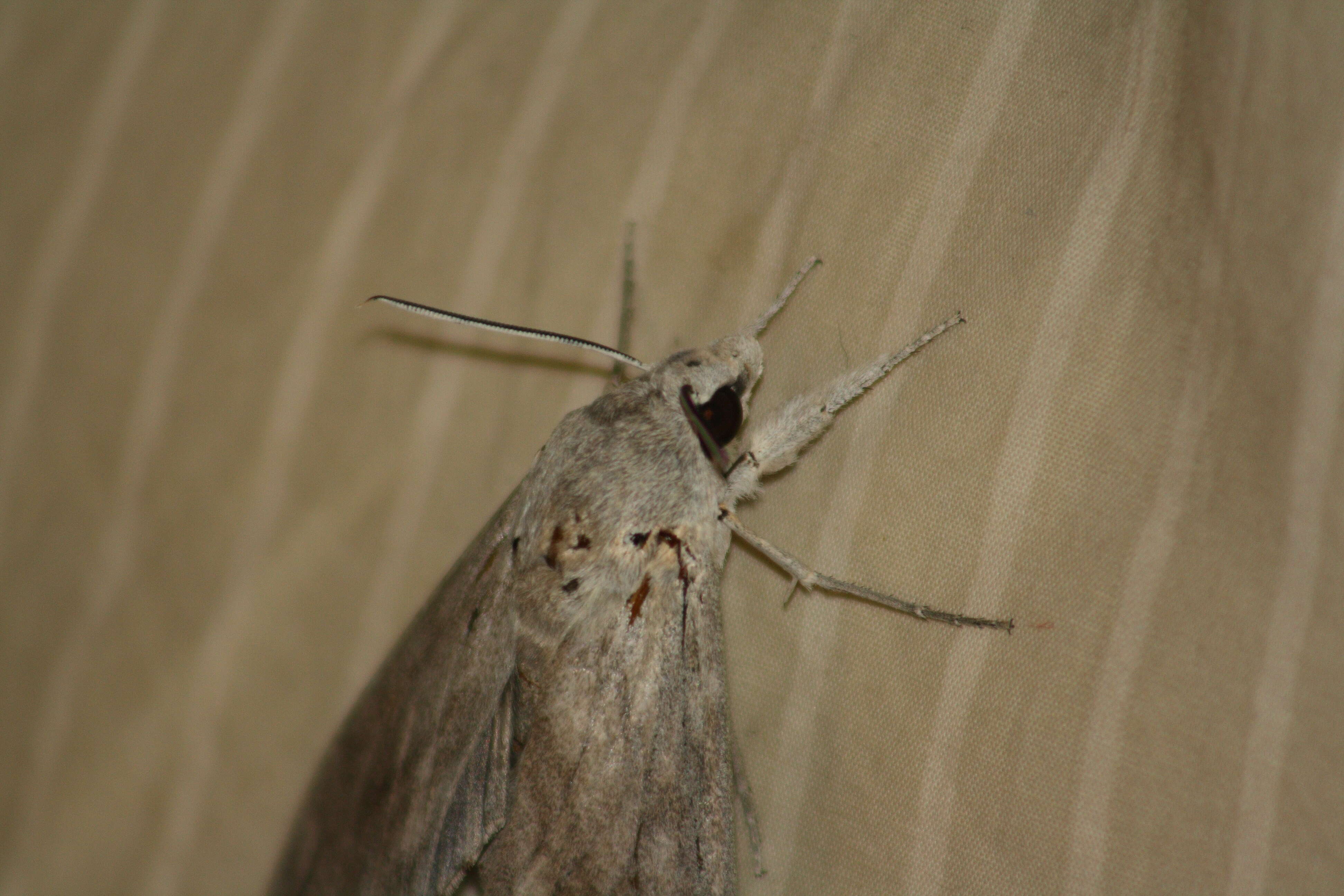 Image of Sphingidae
