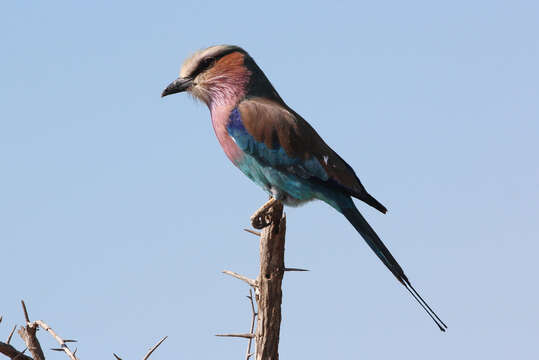 Image of Lilac-breasted Roller