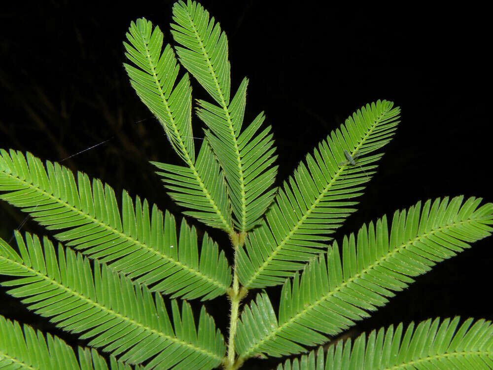 Plancia ëd Mimosa pigra L.