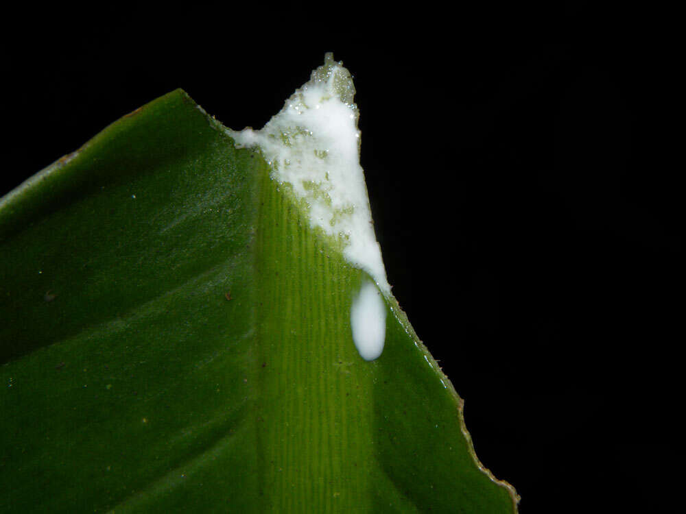 Image of Dieffenbachia concinna Croat & Grayum