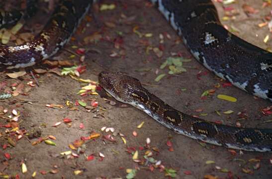 Image of Sanzinia volontany Vences & Glaw 2004