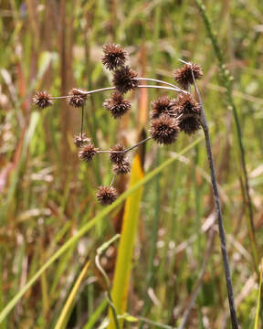 Juncus paludosus E. L. Bridges & Orzell resmi