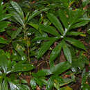 Lasia spinosa (L.) Thwaites resmi