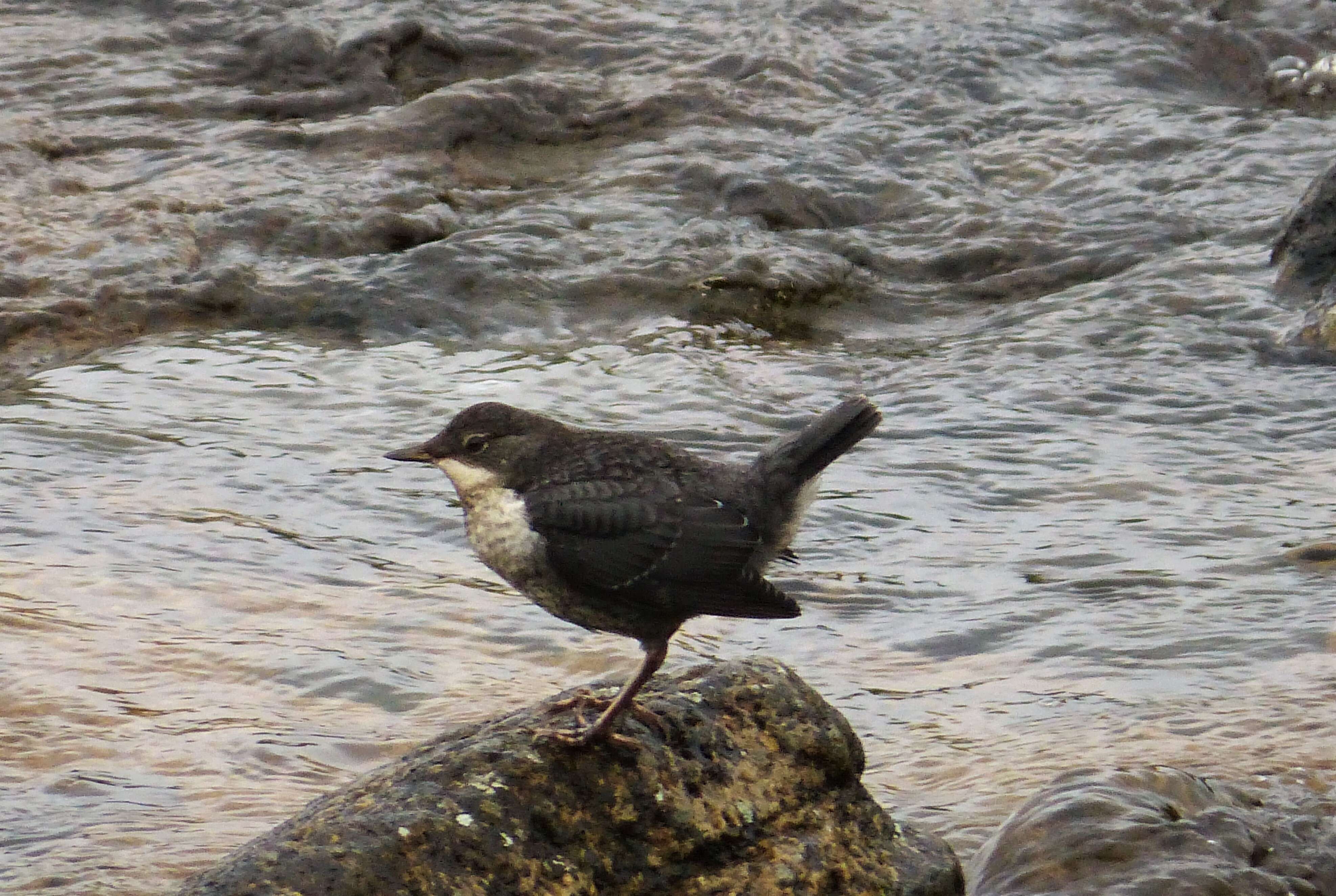 Image of dippers