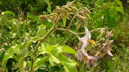 Image of Solanum paniculatum L.