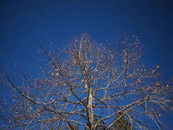 Image of Tulip Trees