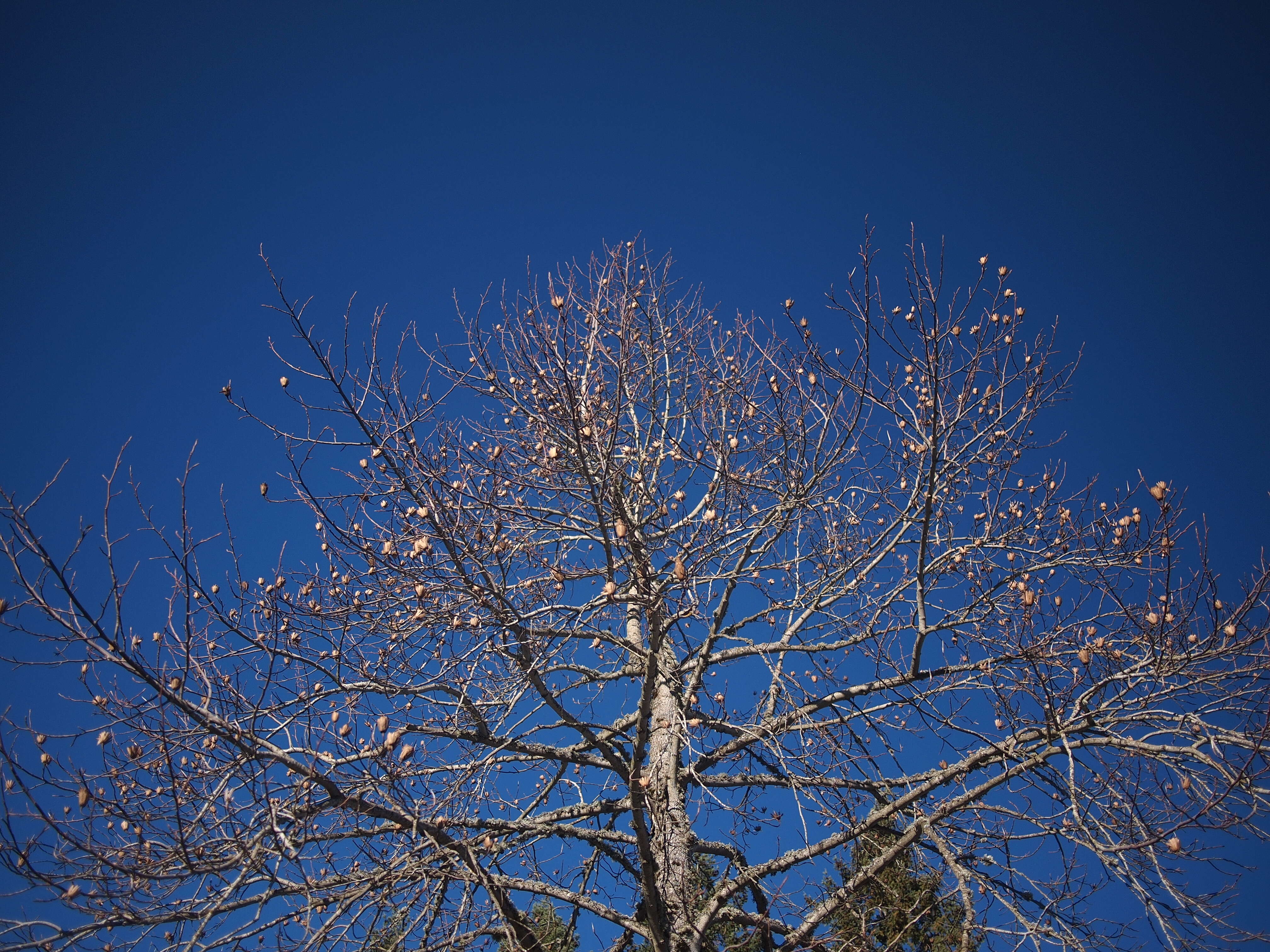 Image of Tulip Trees