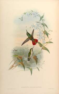 Image de Avocettula Reichenbach 1849