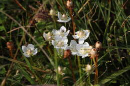 Слика од Parnassia palustris L.