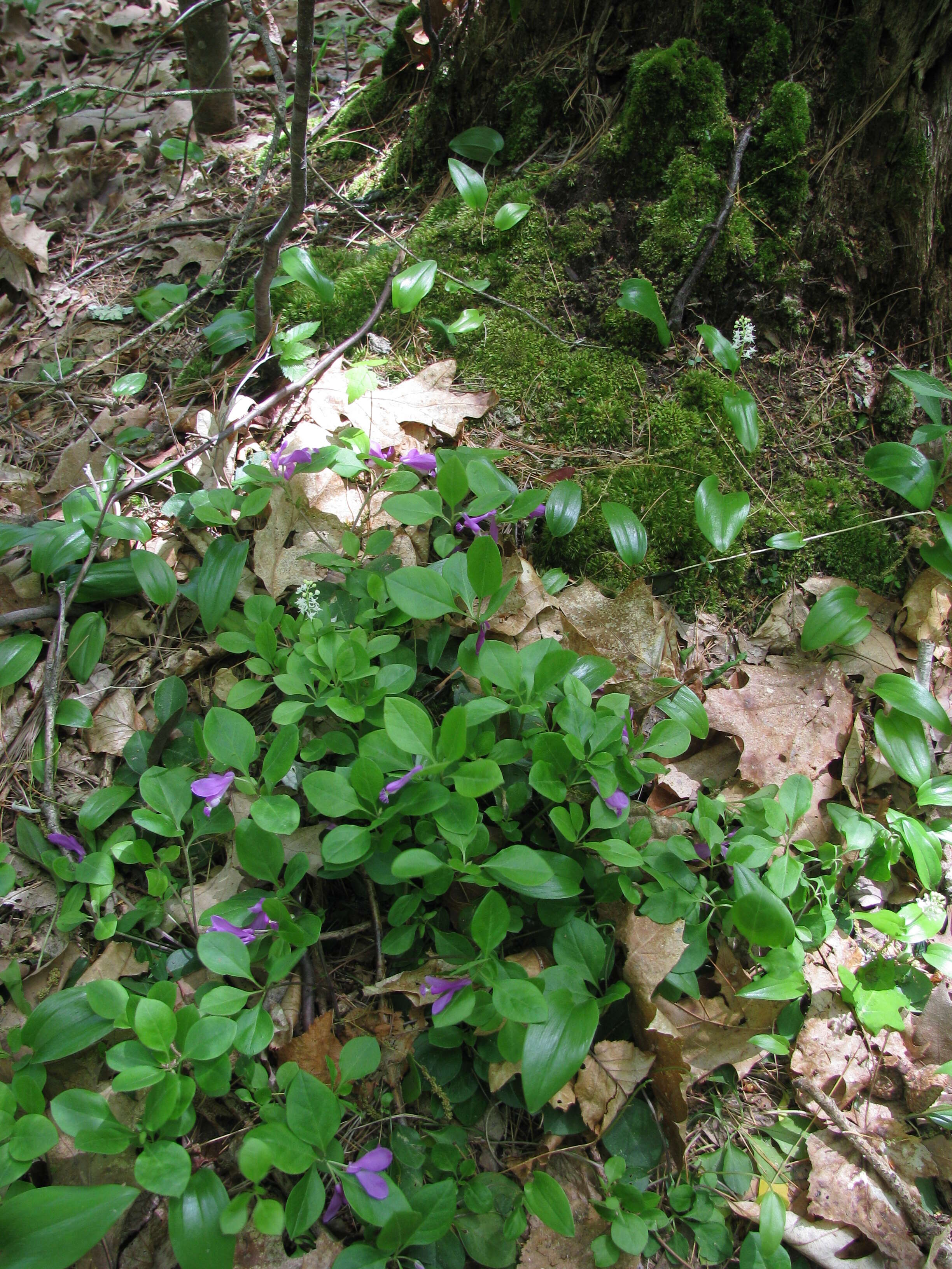 Image de Polygaloides paucifolia (Willd.) J. R. Abbott