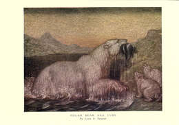 Image of polar bear