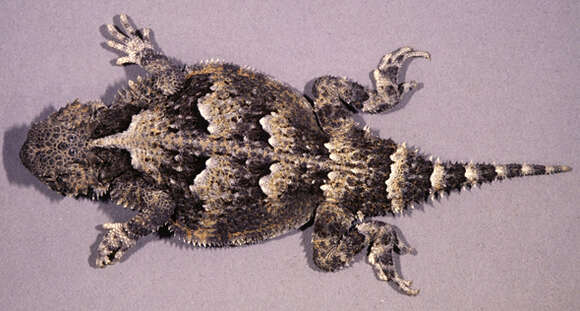 Image of Desert Horned Lizard