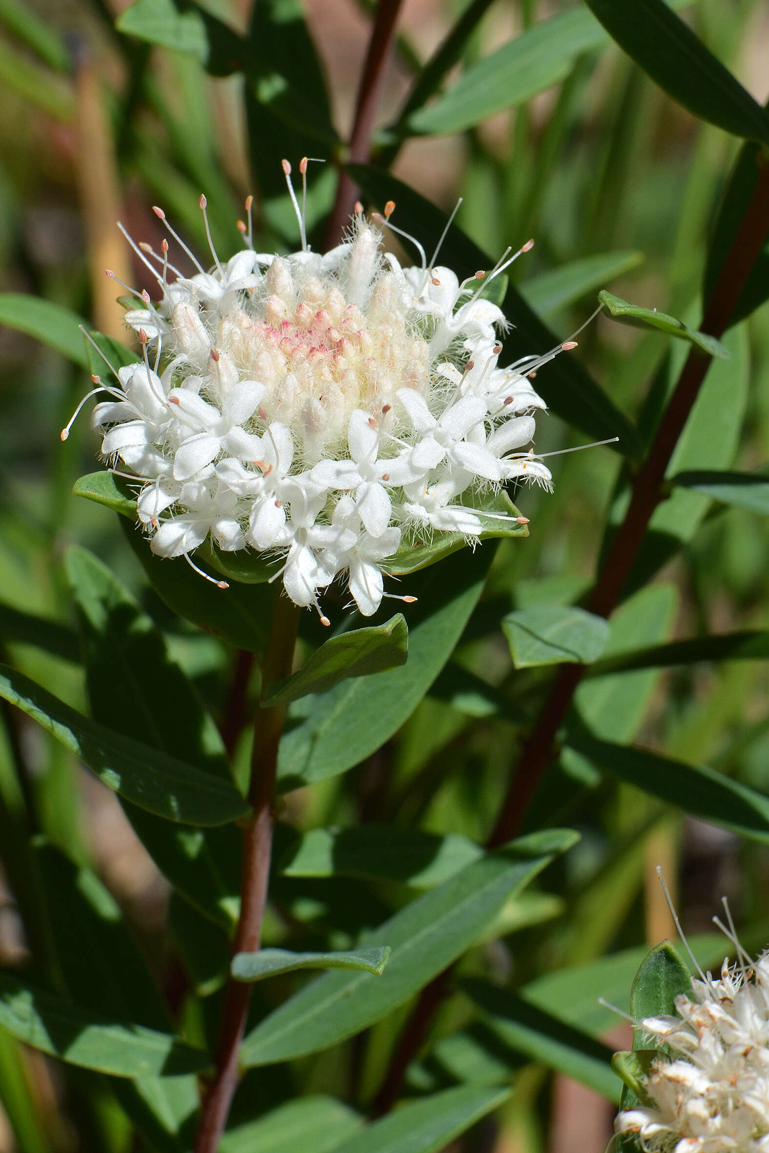 Image of Pimelea rara B. L. Rye