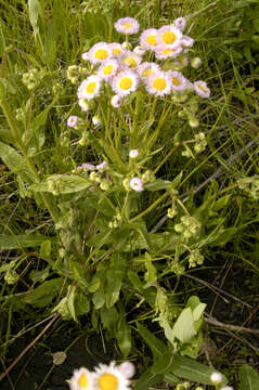 Image of Philadelphia fleabane