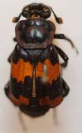 Image of Nicrophorus (Nicrophorus) sepultor (Charpentier & T. 1825)