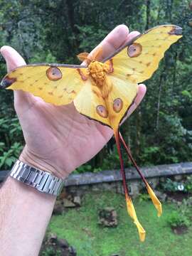 Image of comet moth