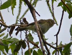 Image of Phylloscopidae