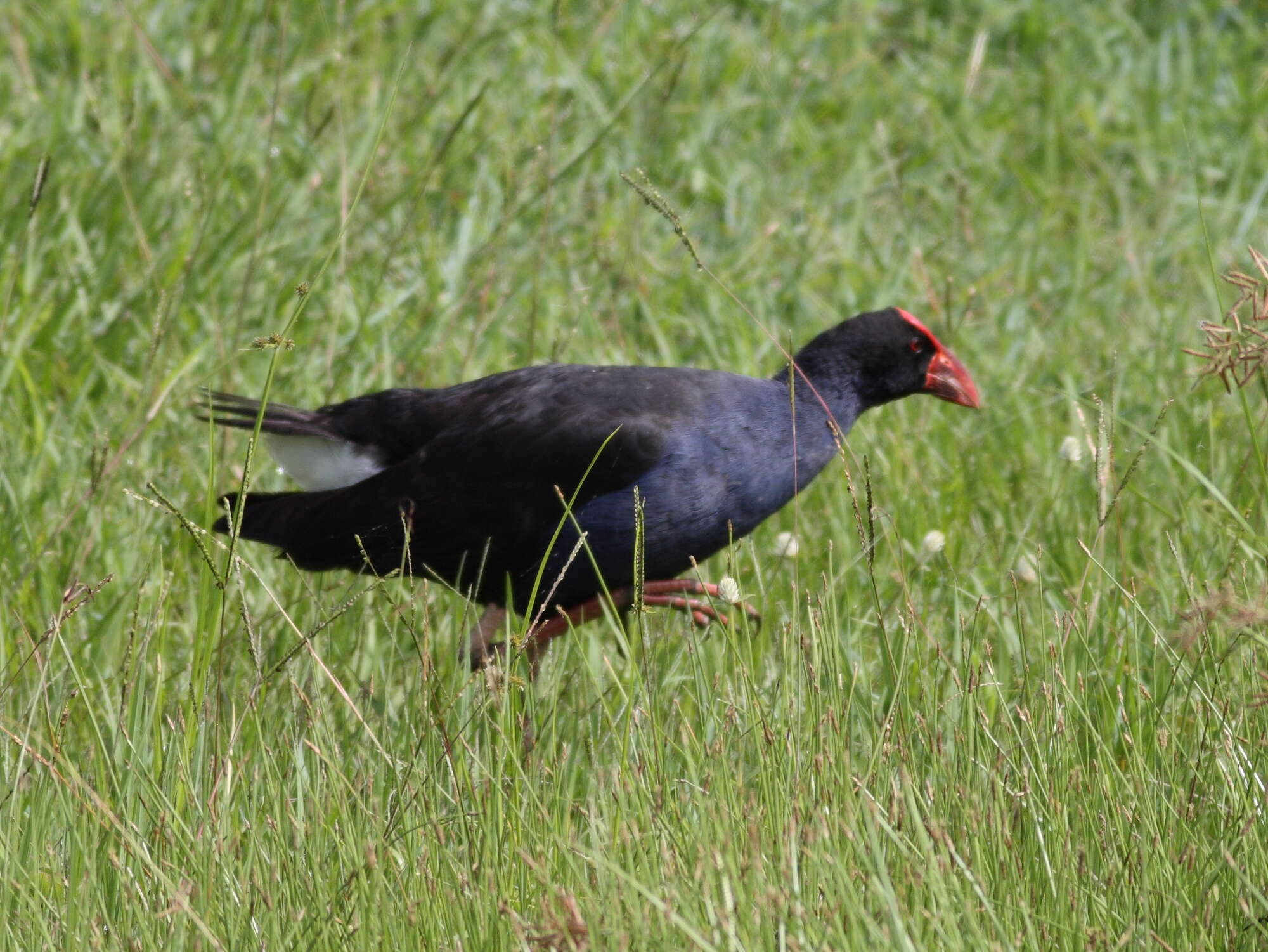 Image of Swamphen