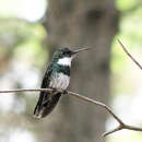 Image of White-throated Hummingbird