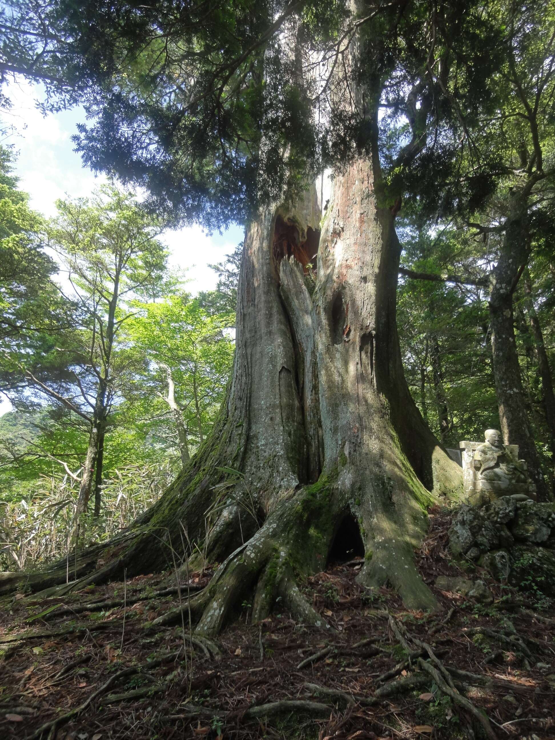 Image of umbrella-pine family