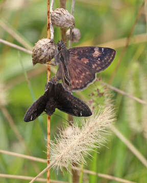 Plancia ëd Erynnis zarucco Lucas 1857