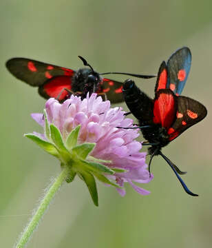 Image of Zygaena