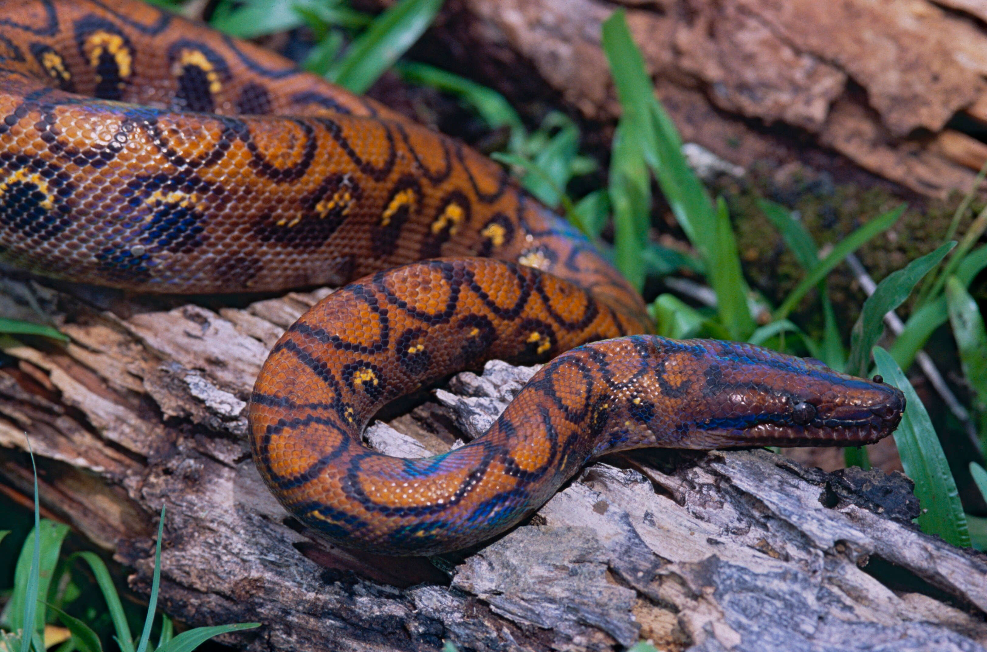 Image of rainbow boa