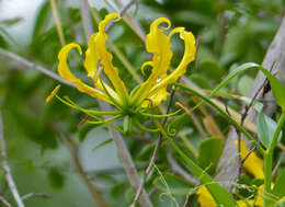 Image of flame lily