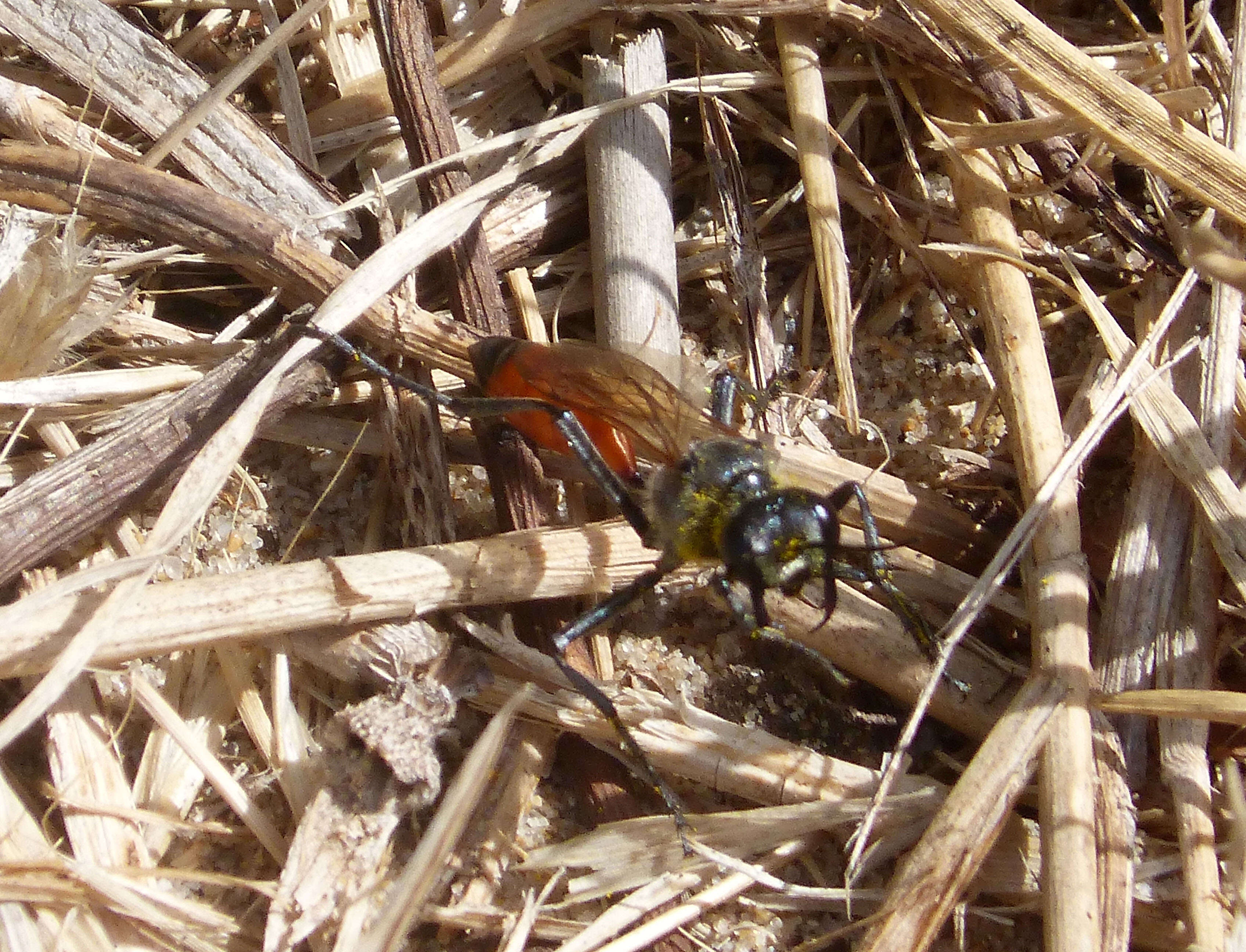 Image of Sphex funerarius Gussakovskij 1934