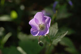 Image of geranium