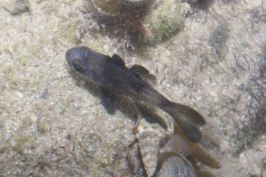 Image of Black cardinalfish