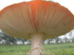 Image of Amanita