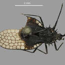 Image of Acanthocheila abducta Buchanan-White 1879