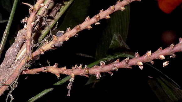 Image de Geonoma pauciflora Mart.