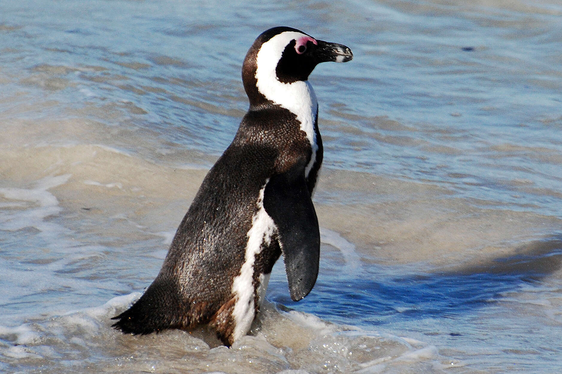 Image of African Penguin