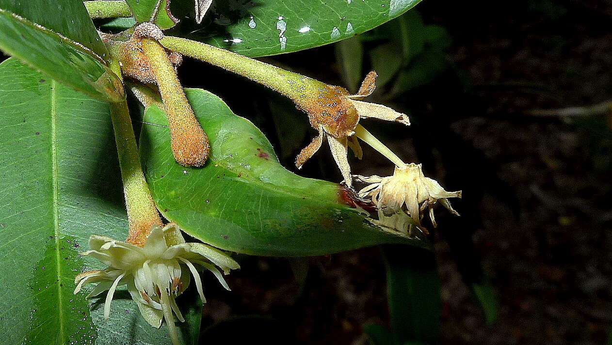 Image of Manilkara dardanoi Ducke