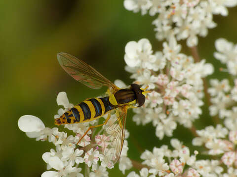 Image of Sphaerophoria scripta (Linnaeus 1758)