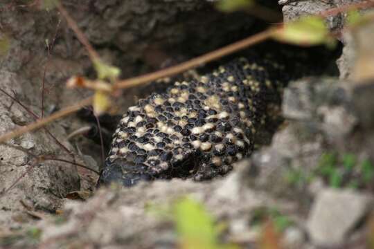 Image of Mexican Beaded Lizard