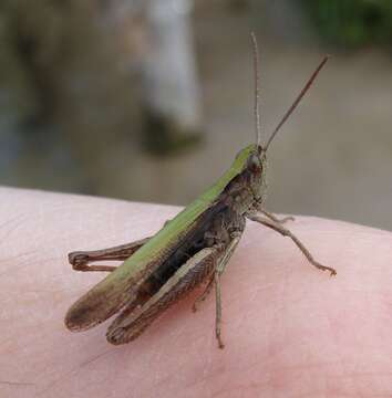 Image of steppe grasshopper