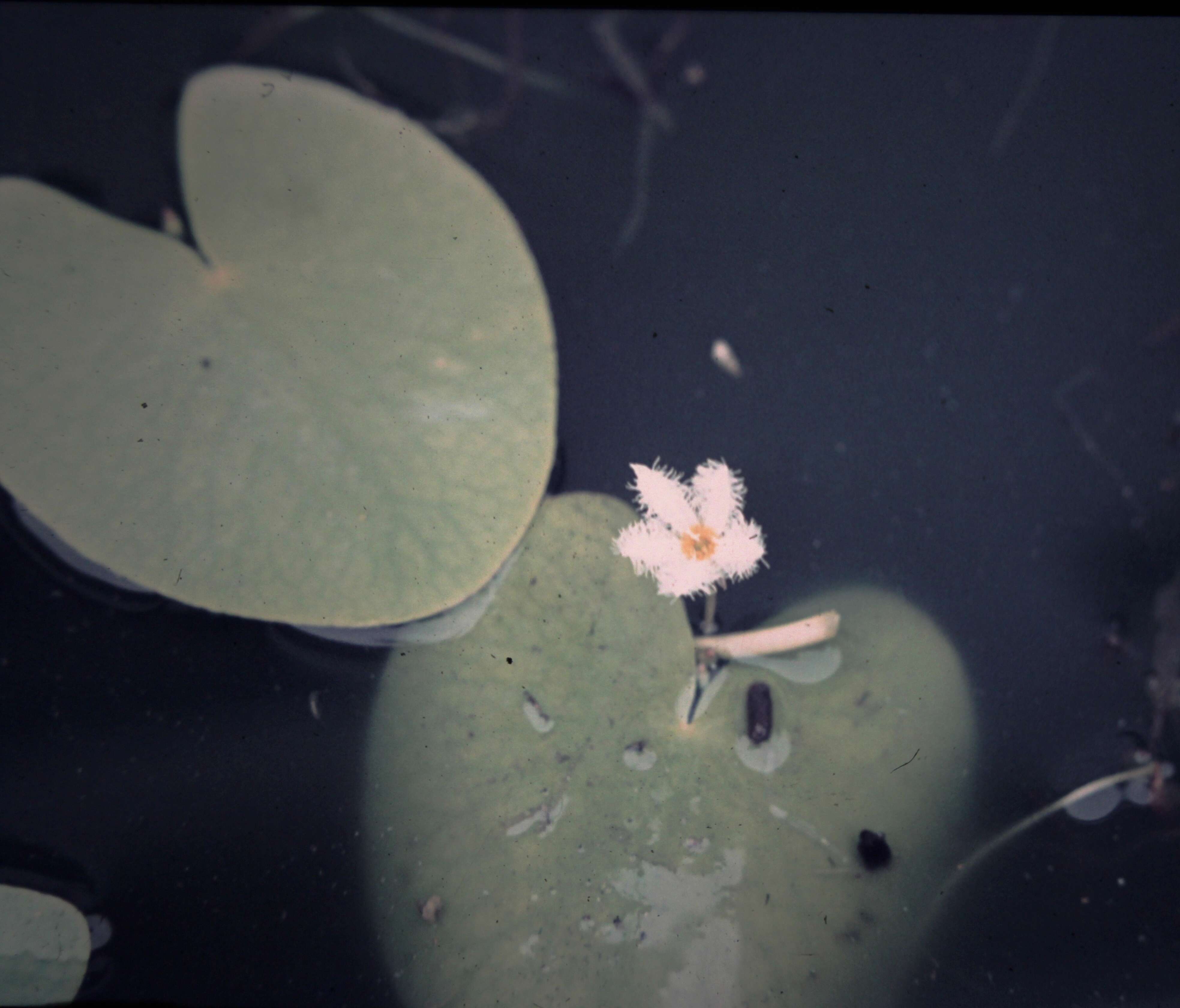 Image of Water-snowflake