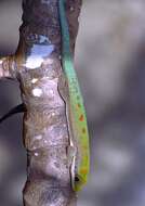 Image of Modest Day Gecko
