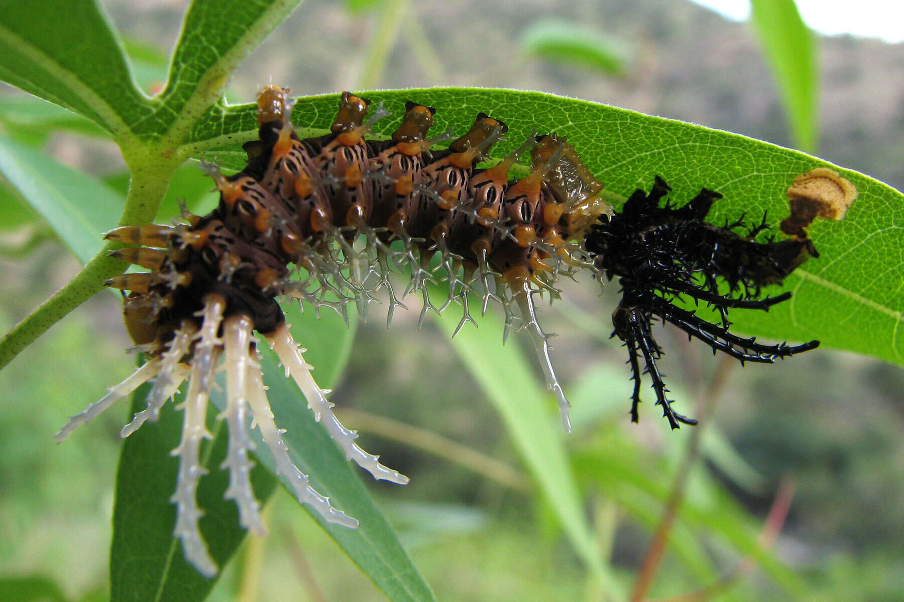 صورة Citheronia splendens (Druce 1886)