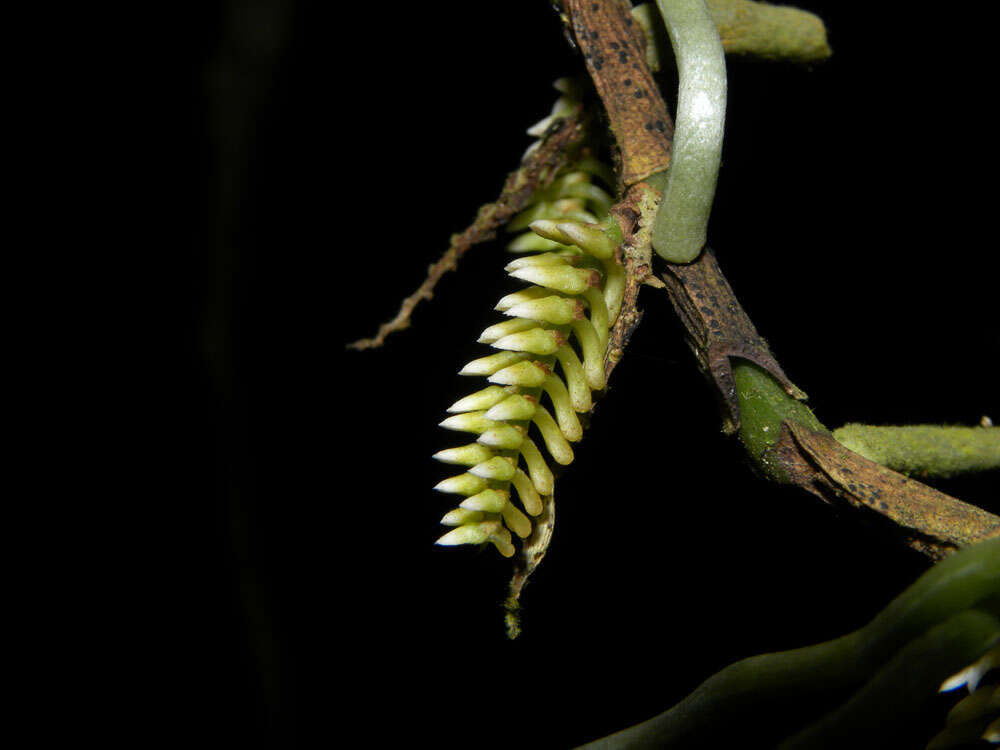 Image of Bentspur orchids