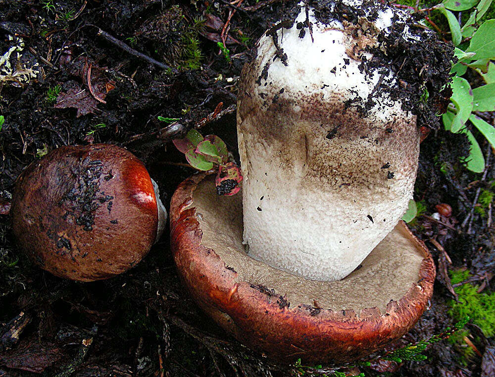 Image of Boletus